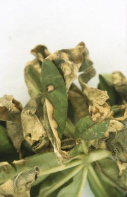 Lupin anthracnose