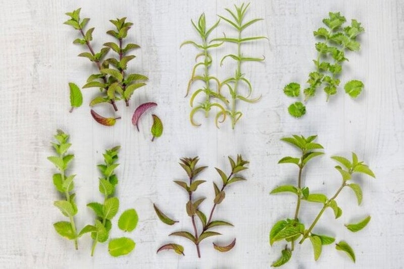 How to grow Mint | RHS Guide