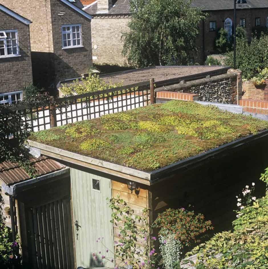 Green roof on a shed in Suffolk