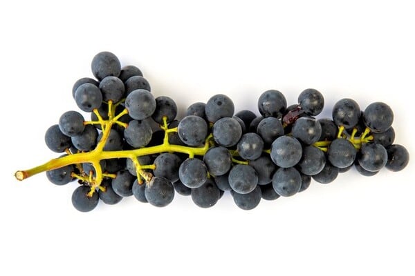 'Sovereign Coronation' AGM