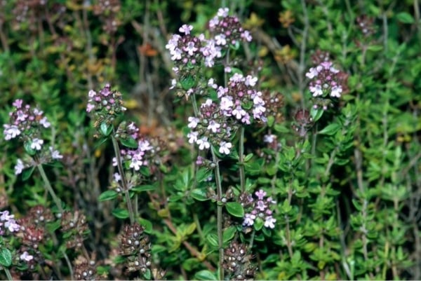 Common thyme