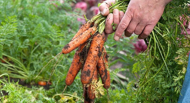 RHS grow your own