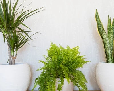 Buy houseplants from RHS Plants Shop