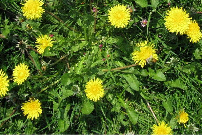 Dandelion