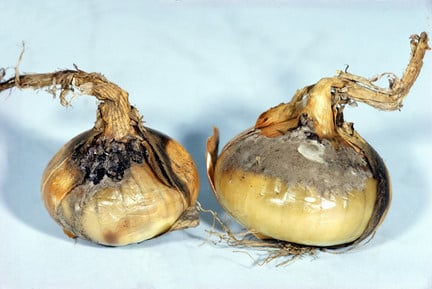 Leek rust: Symptoms, Causes & Control | RHS Advice