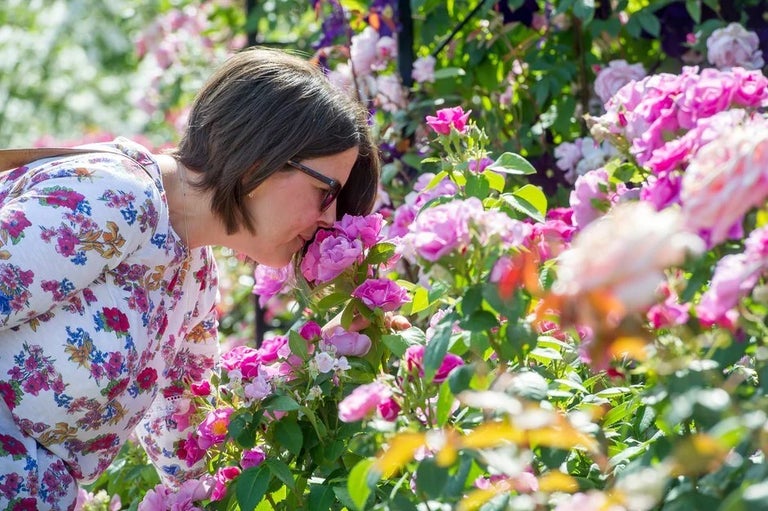 Summer-interest shrubs