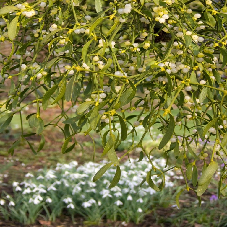 Mistletoe