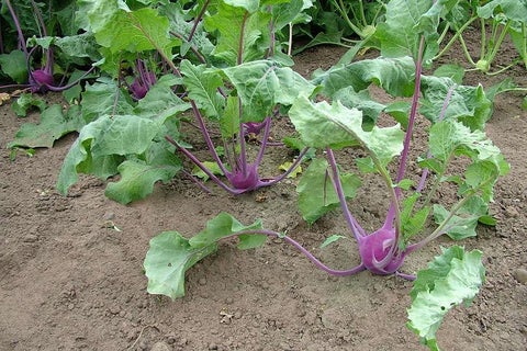 How to grow Kohl rabi | RHS Guide