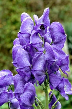 www.rhs.org.uk