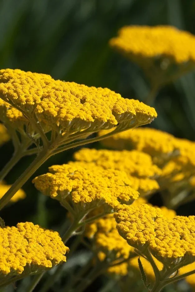 Achillea ‘Coronation Gold’