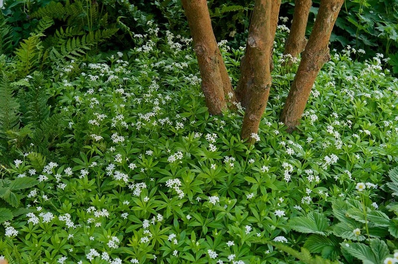 Sweet woodruff
