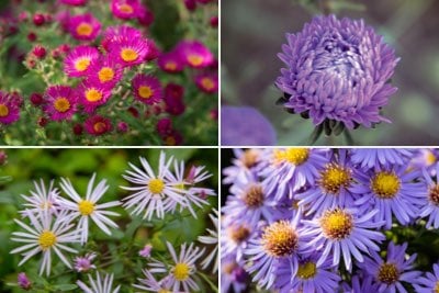 Asters for borders and natural plantings