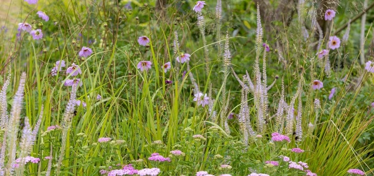 7 dreamy plant combinations from RHS Sandringham 2026