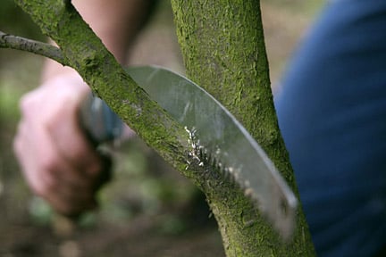 Remove a branch by sawing just beyond the branch collar