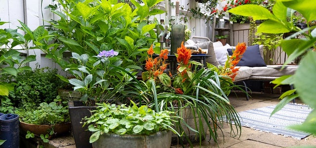 Herbs not your thing? Here are other award-winning fragrant patio plants