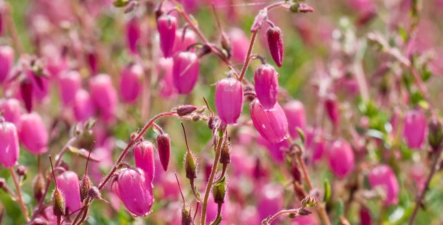 How to grow <i>Daboecia</i>