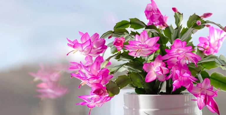Christmas cactus