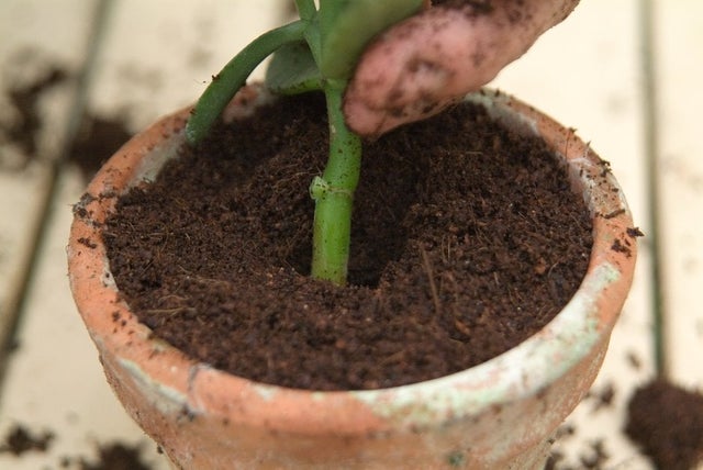 How to go peat-free