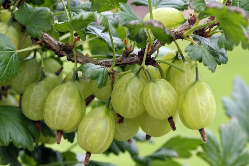 How to grow gooseberries | RHS Guide