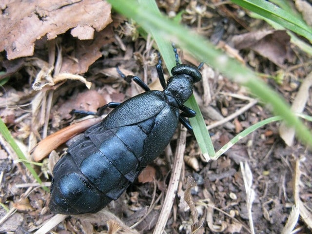 Native and non-native plants for ground-active invertebrates