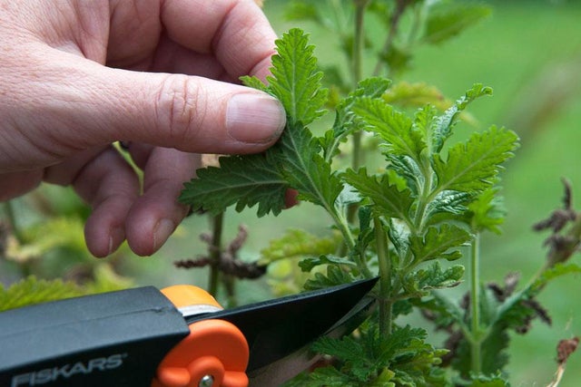 Propagation