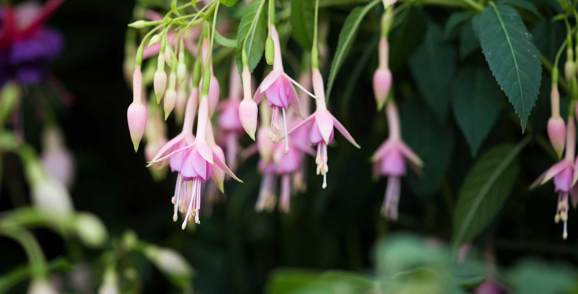 Hardy fuchsias / RHS Plant Guide
