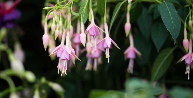 Hardy fuchsias