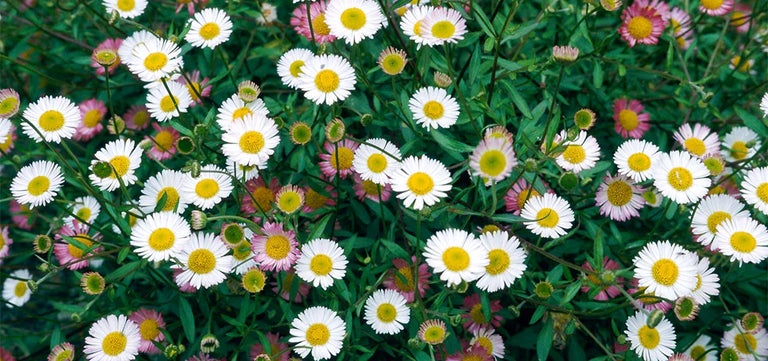 10 award-winning low-maintenance flowers to grow for colour