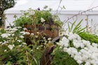 Thumbnail: Ladywell Physic Garden