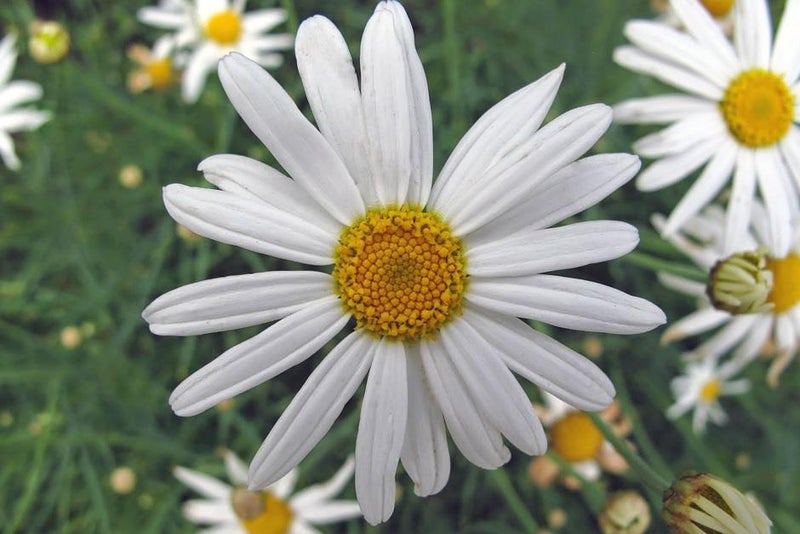 Steel and daisies