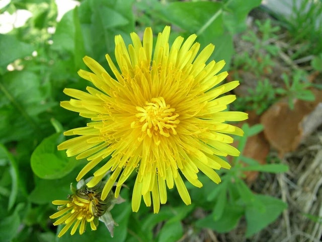 Identify common weeds