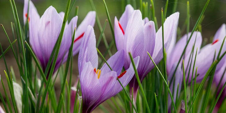 Buy crocuses from RHSplants.co.uk