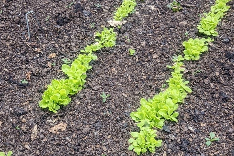 A row of green plants in dirt