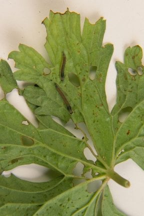 Gooseberry Sawfly: Identification and Control | RHS Advice