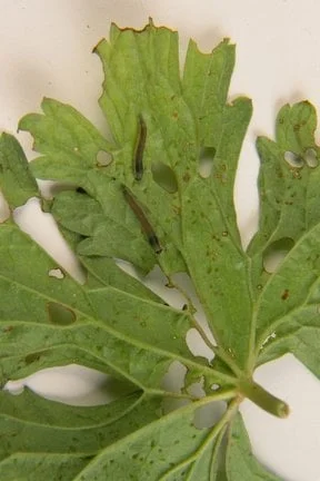 Gooseberry Invasive Gooseberry Sawfly: Identification and Control | RHS Advice