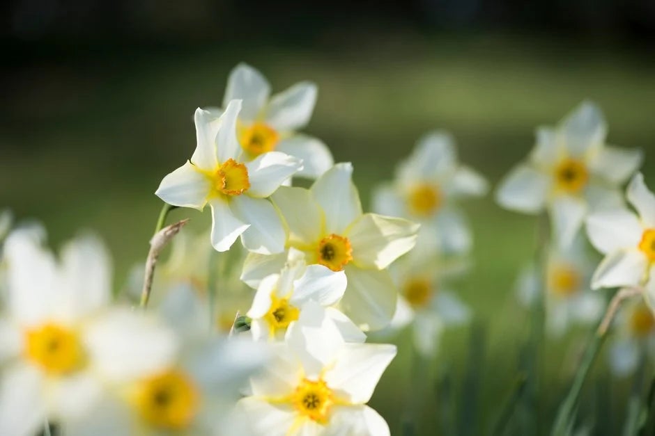 RHS Daffodil Diaries is back!