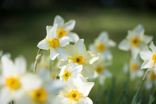 Log your flowering daffodils to help our research