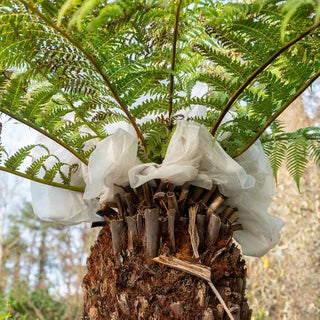 How to grow tree ferns / RHS Growing Guide