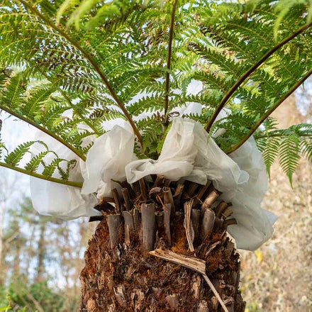 How to grow tree ferns / RHS Growing Guide