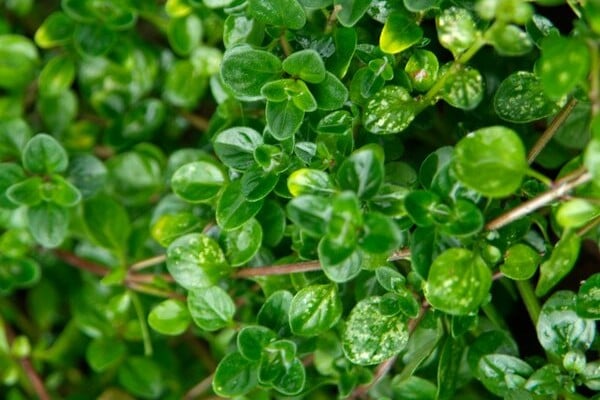 Broad-leaved thyme