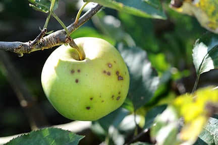 Brown rot: Causes, Symptoms & Control | RHS Advice