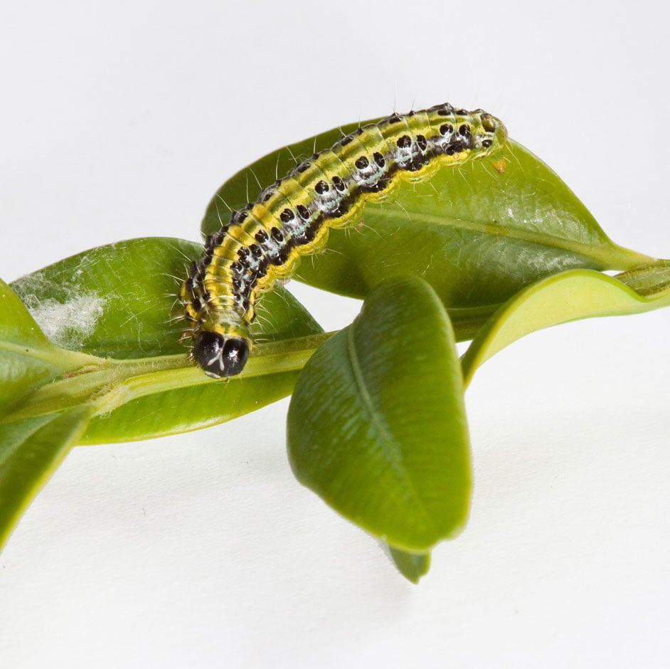 Box tree caterpillar (Cydalima perspectalis)