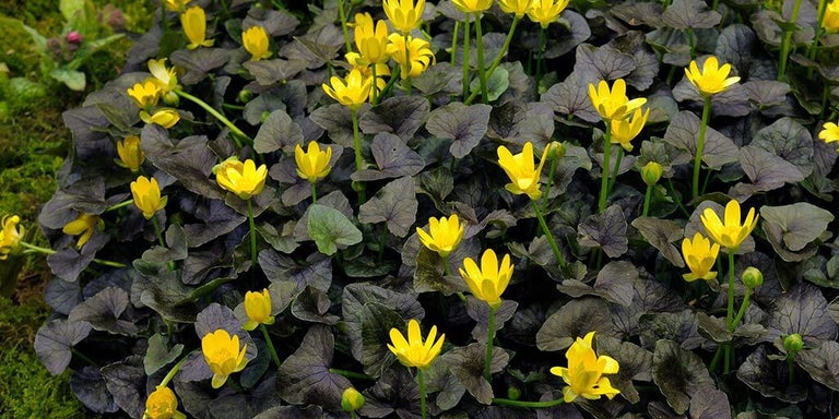 Buy ranunculus from RHSplants.co.uk