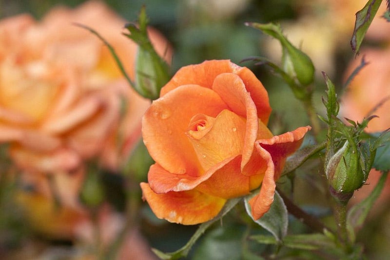 Super-scented miniature