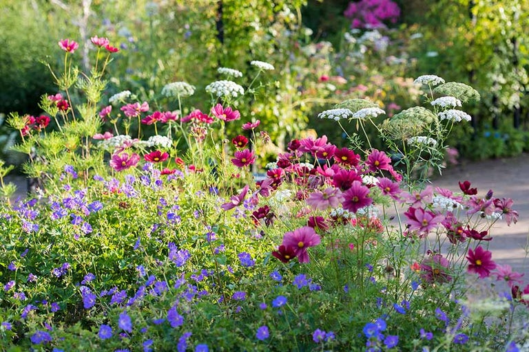 Learn more about different types of plants