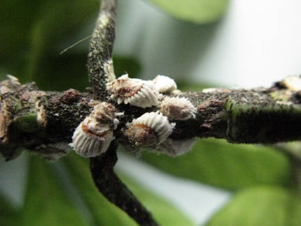 Longan Scale Insect Scale Insects: Identification and Control | RHS Advice