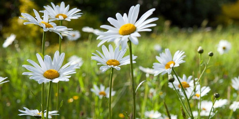 Buy leucanthemum from RHSplants.co.uk