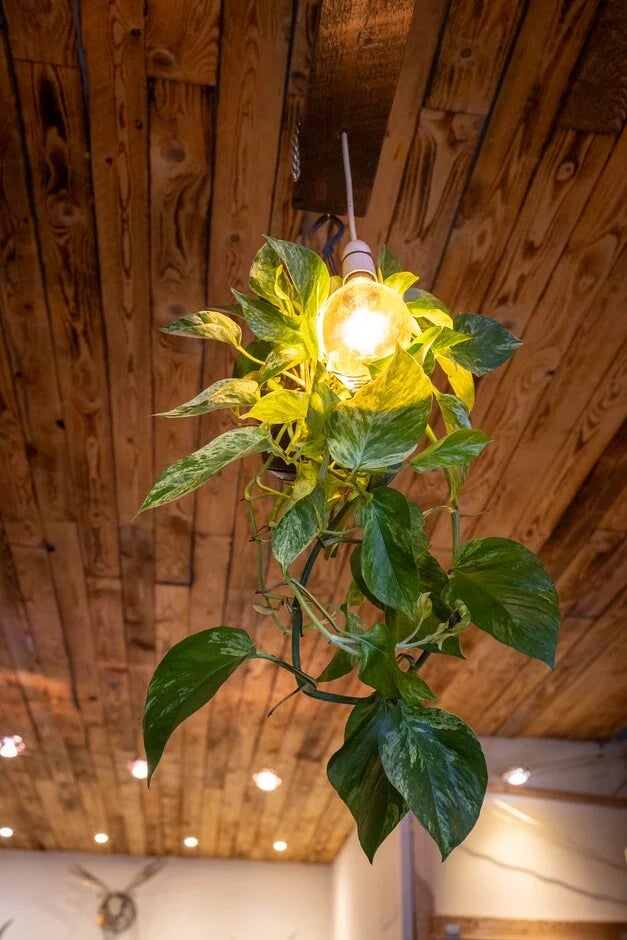 1. Pothos (devil’s ivy)