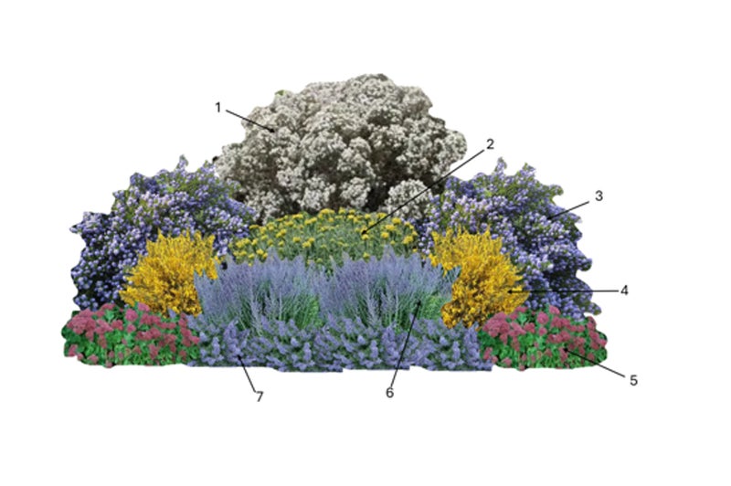 Pollinating Plants Rhs Drought-Tolerant Pollinator Plants | RHS Advice