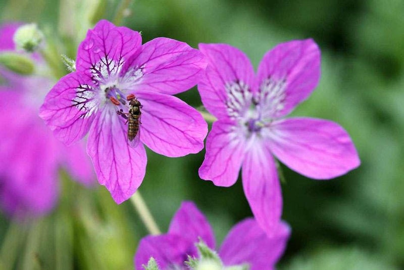 Creeping colour